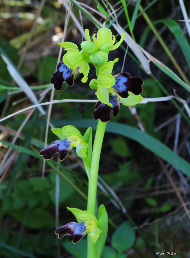 Ophrys iricolor sub. eleonorae