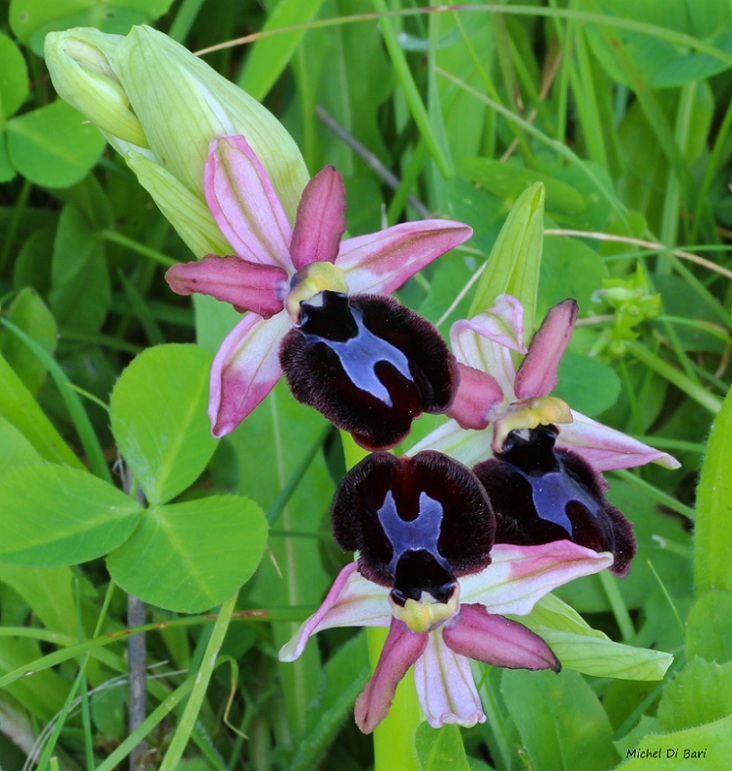 Ophrys sipontensis