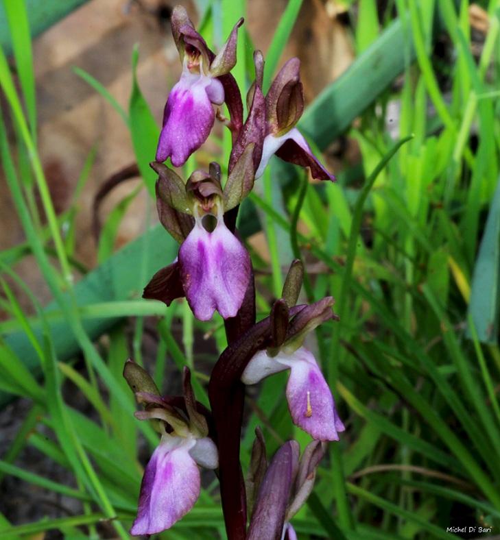 Anacamptis collina