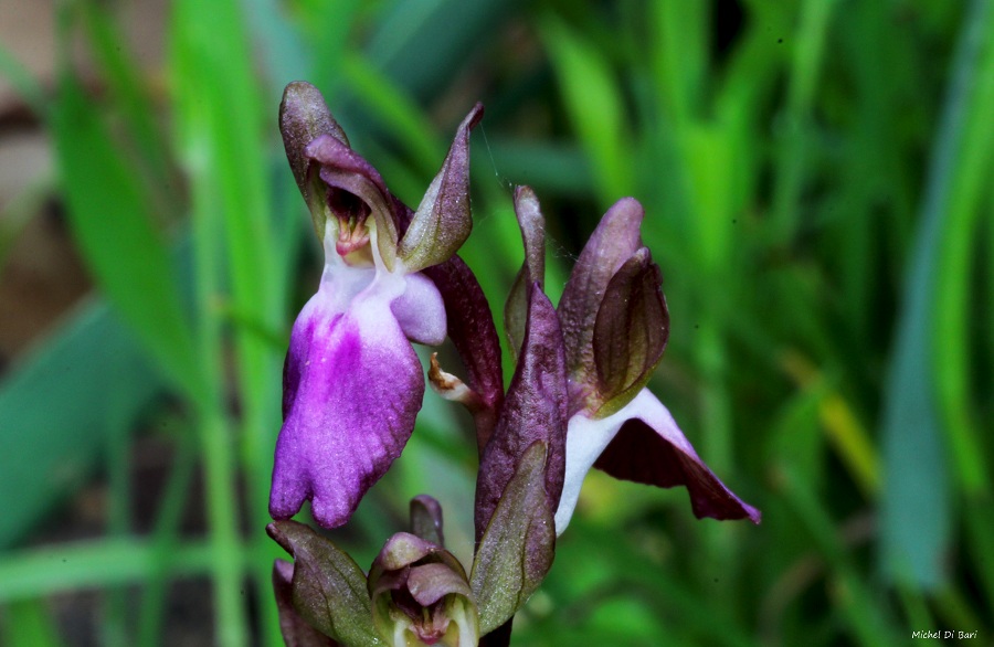 Anacamptis collina