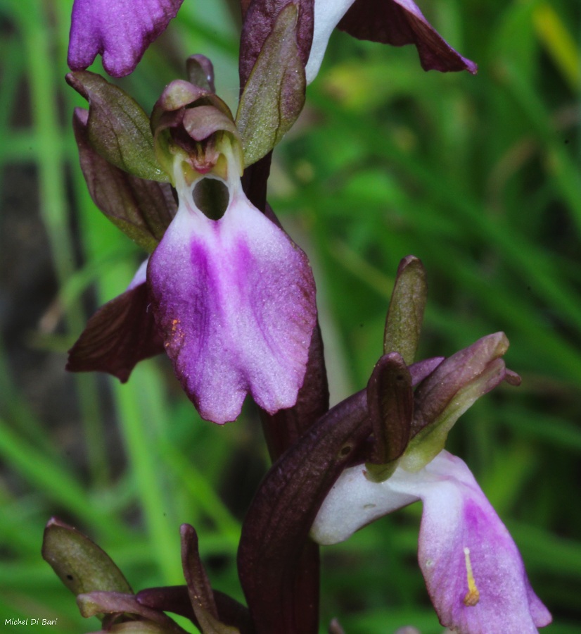 Anacamptis collina