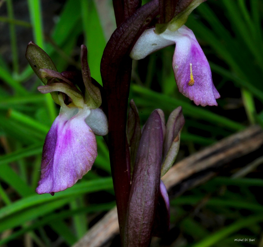 Anacamptis collina