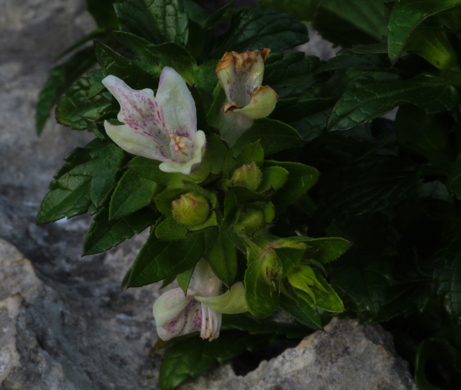 Prasium majus  (Lamiaceae)