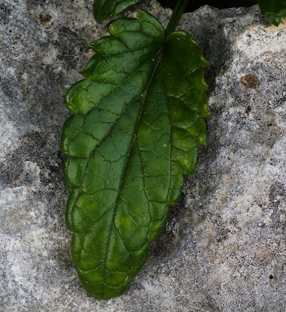 Prasium majus  (Lamiaceae)