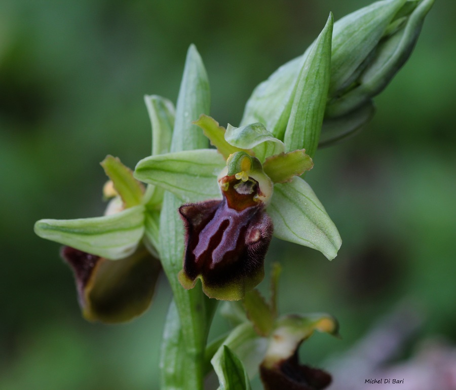 Ophrys classica