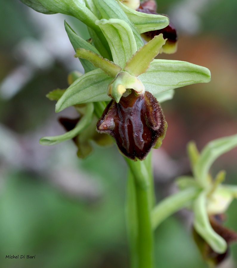 Ophrys classica