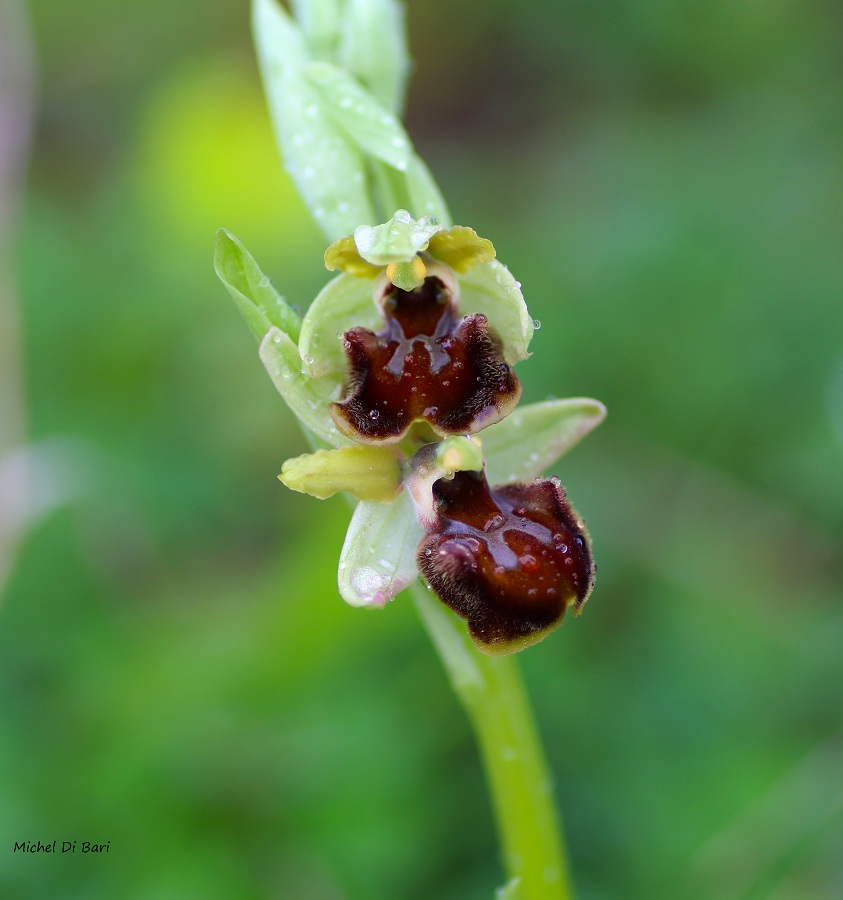 Ophrys classica