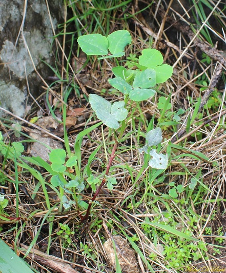 Pianta da determinare - Melilotus sp.