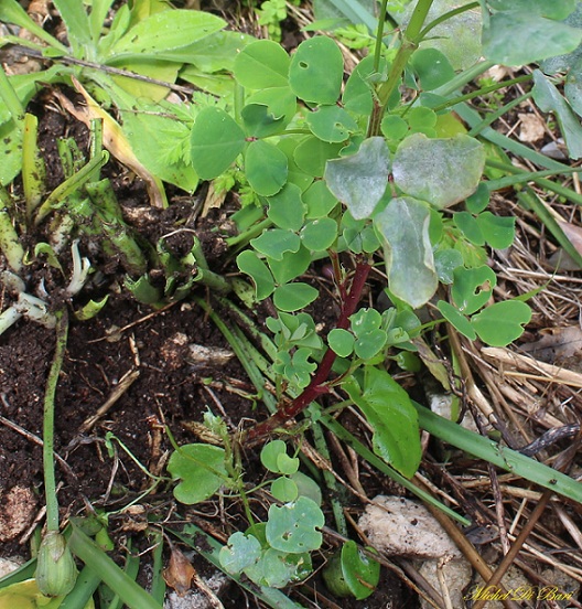 Pianta da determinare - Melilotus sp.