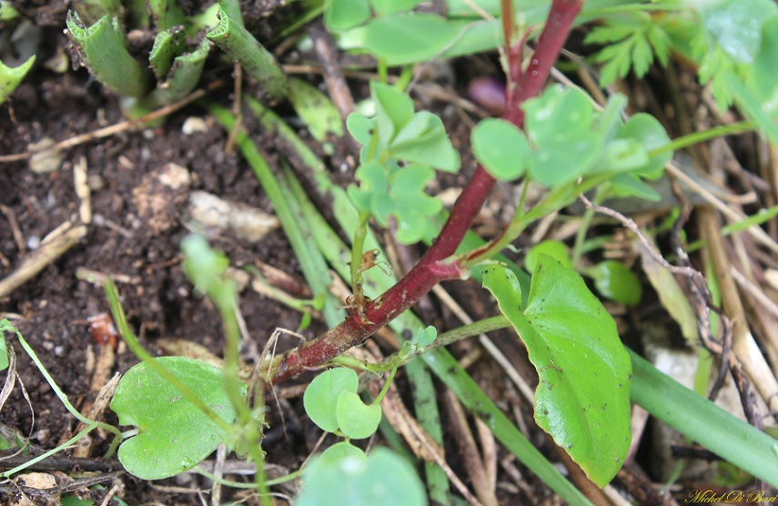 Pianta da determinare - Melilotus sp.