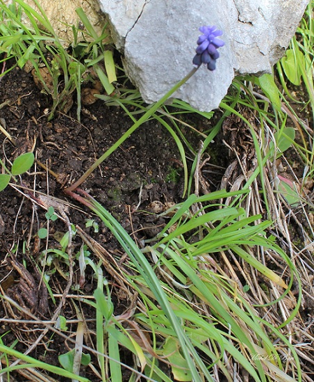 Muscari neglectum