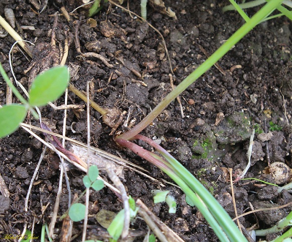 Muscari neglectum