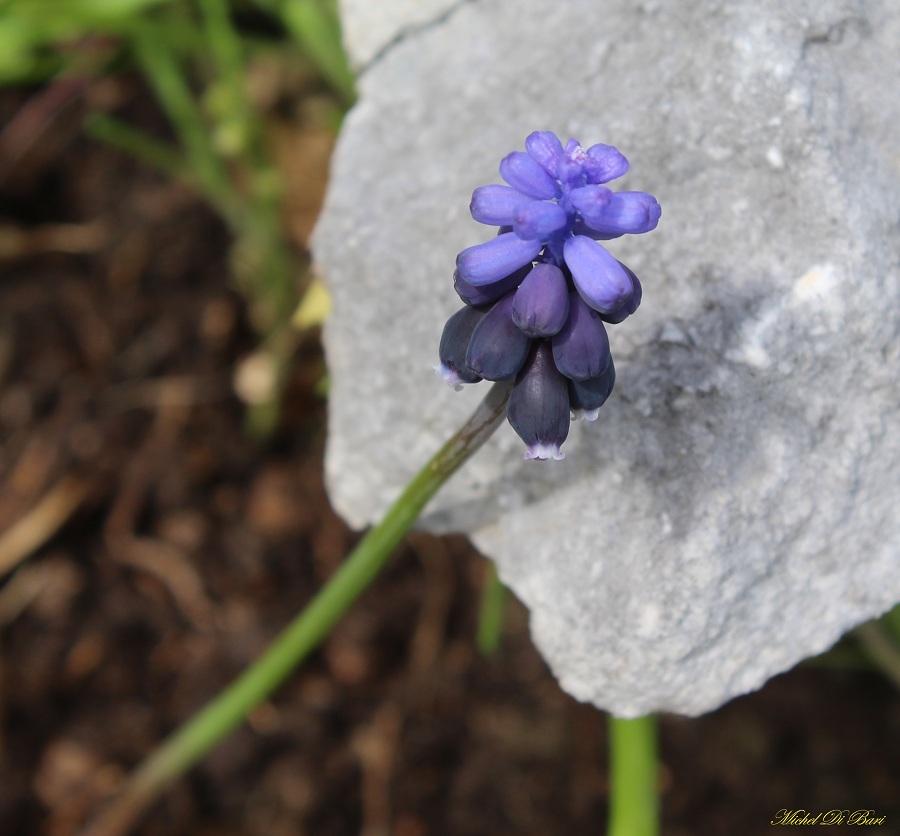 Muscari neglectum