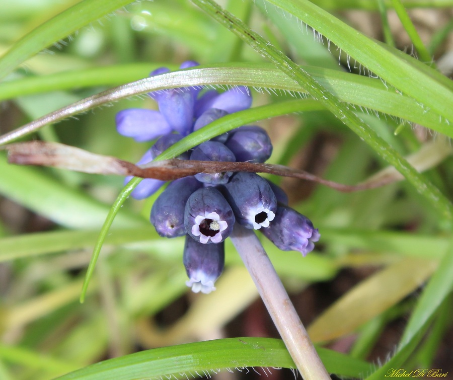 Muscari neglectum