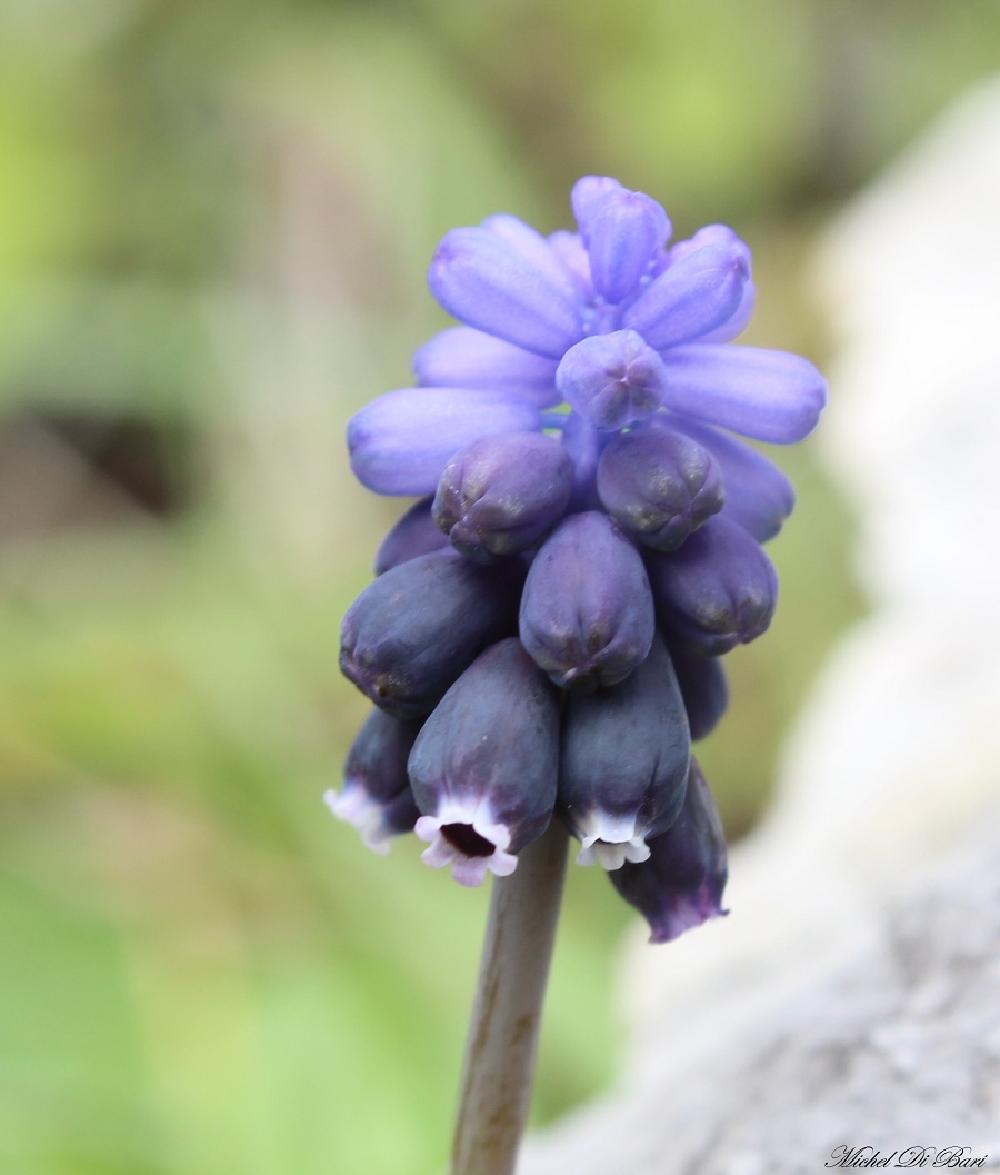 Muscari neglectum