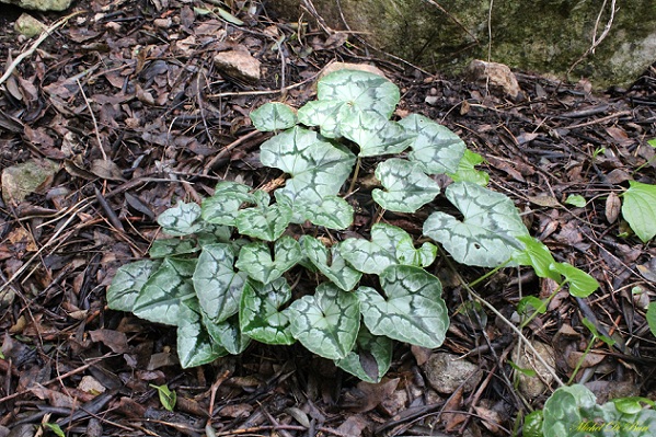 Cyclamen hederifolium