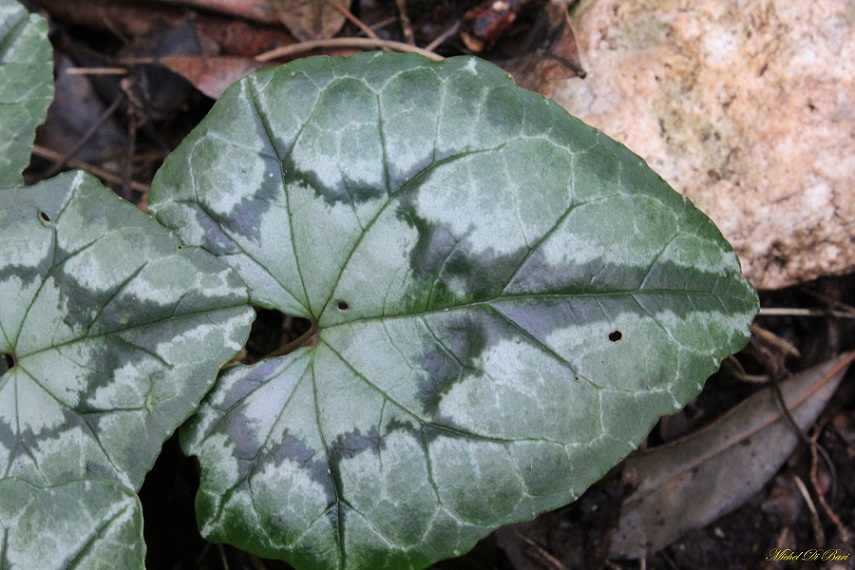 Cyclamen hederifolium