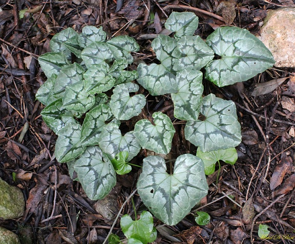 Cyclamen hederifolium