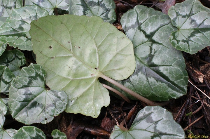 Cyclamen hederifolium