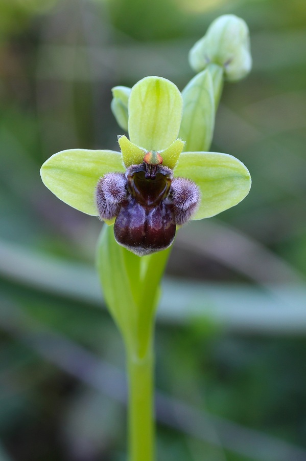 Ophrys bombyliflora