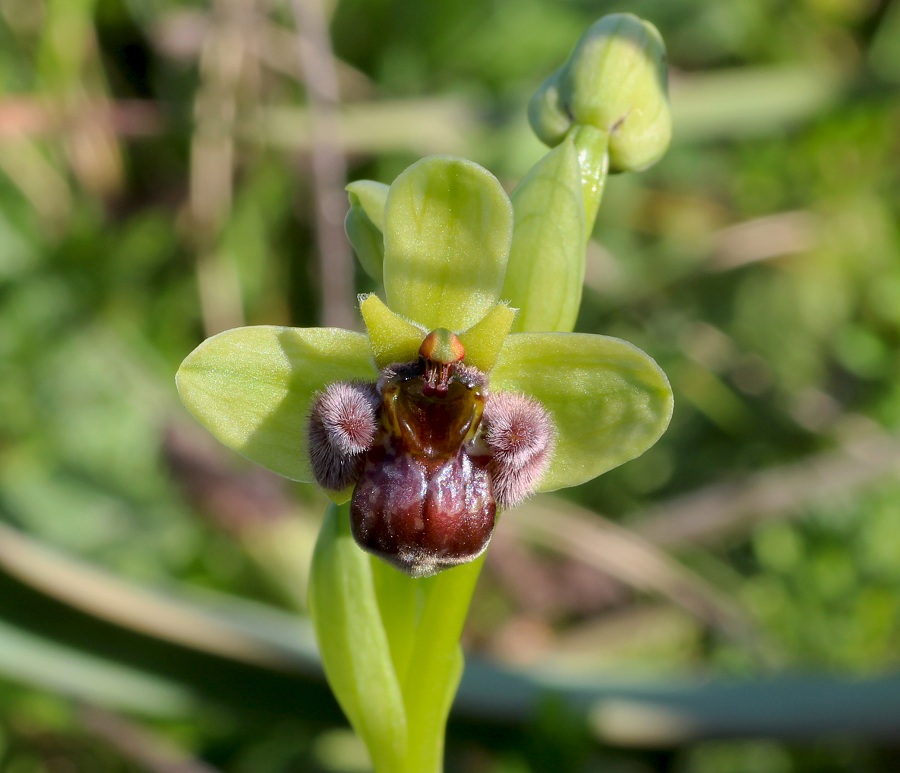 Ophrys bombyliflora