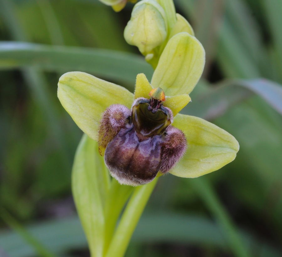 Ophrys bombyliflora