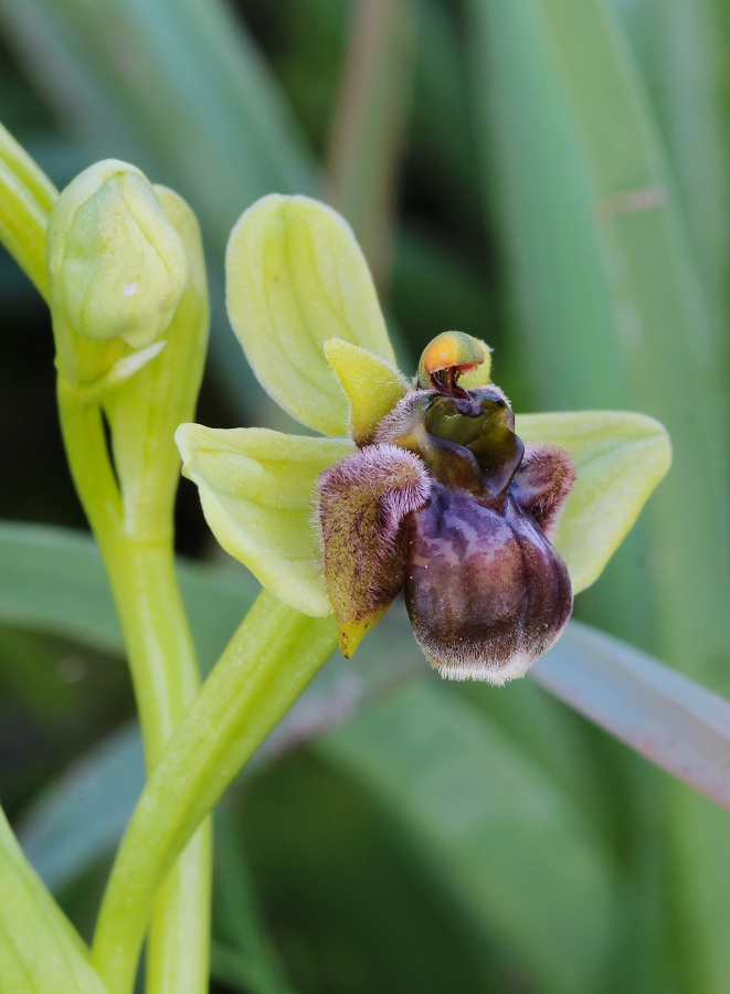 Ophrys bombyliflora