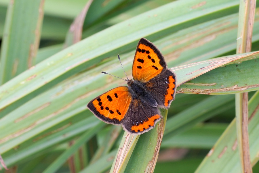 Da determinare - Lycaena phlaeas, Lycaenidae