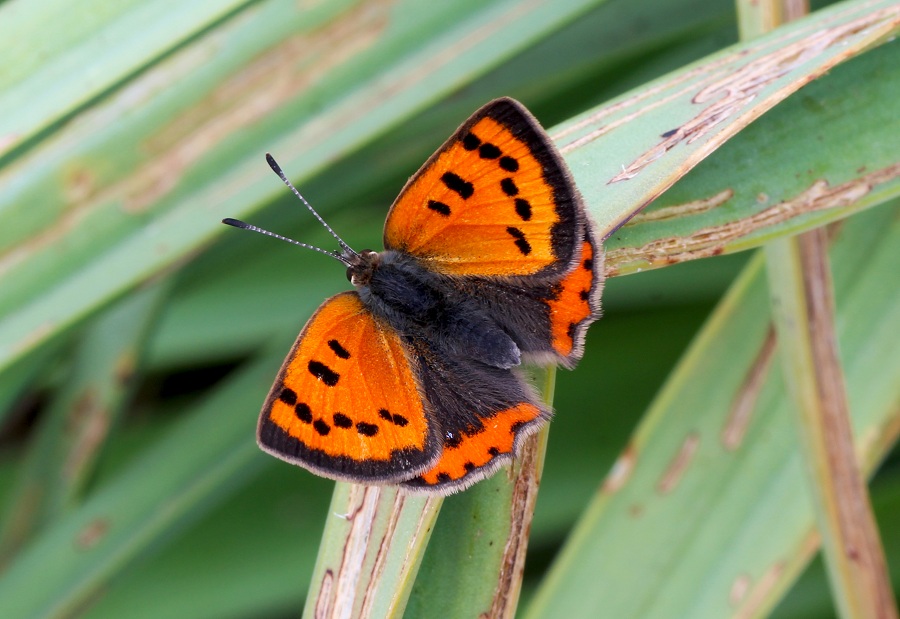 Da determinare - Lycaena phlaeas, Lycaenidae