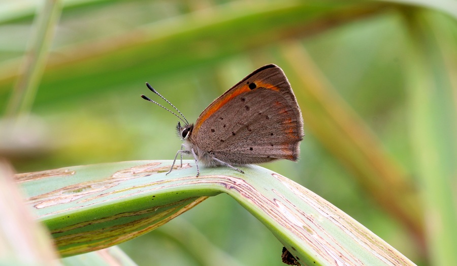 Da determinare - Lycaena phlaeas, Lycaenidae