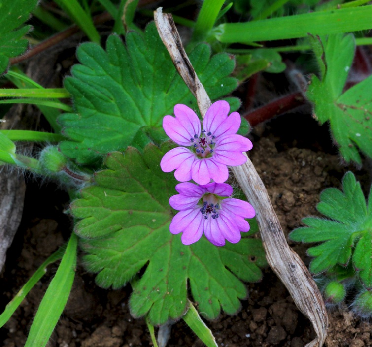 Geranium molle / Geranio molle