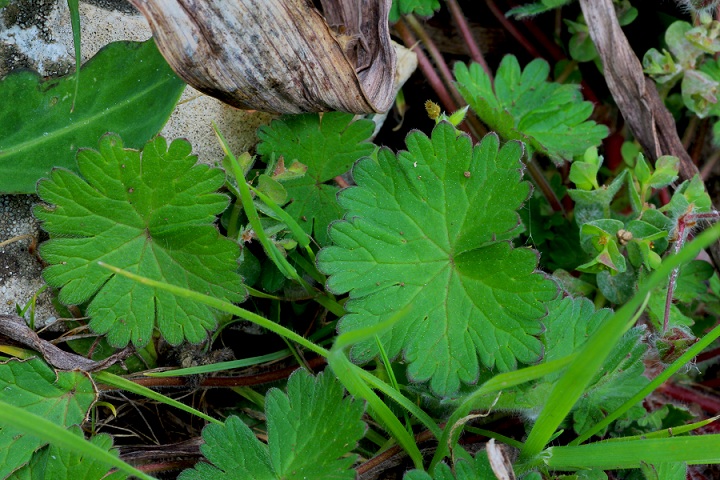 Geranium molle / Geranio molle