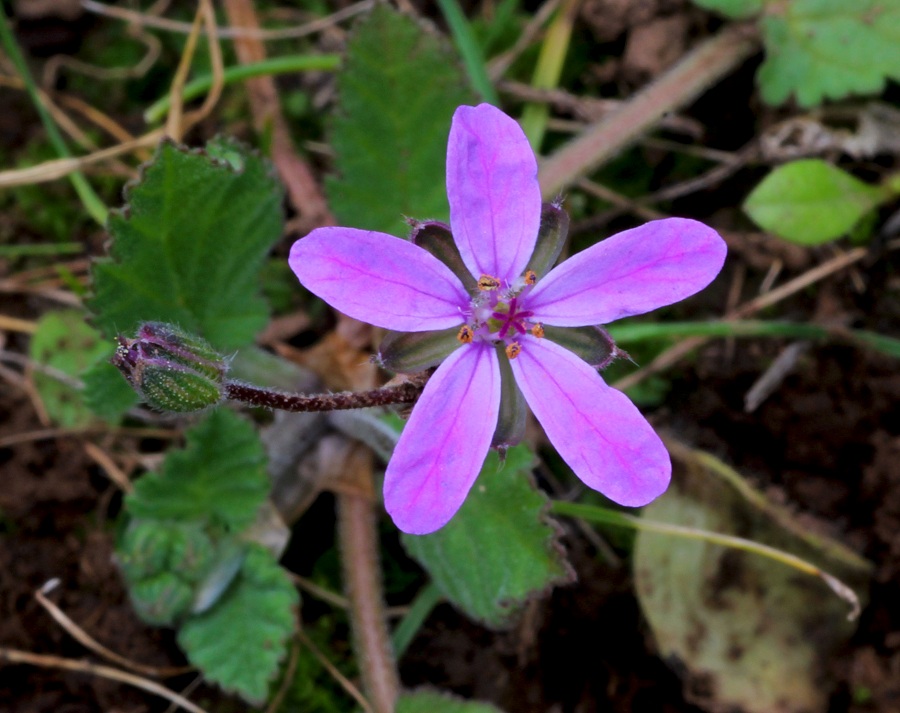 Erodium malacoides (Geraniaceae)