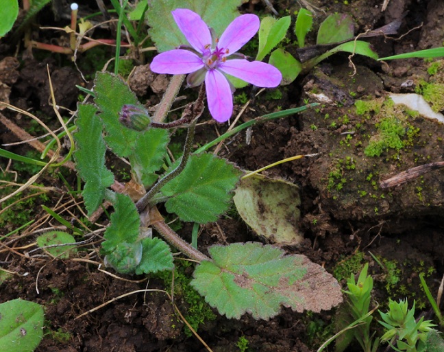 Erodium malacoides (Geraniaceae)