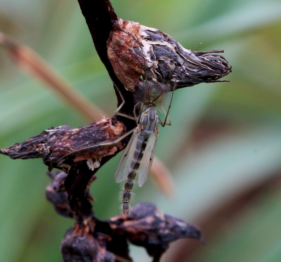 Chironomidae: ...cfr. Chironomus sp., maschio