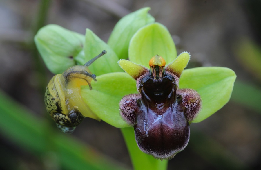 Ophrys bombyliflora