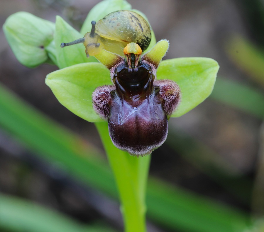 Ophrys bombyliflora