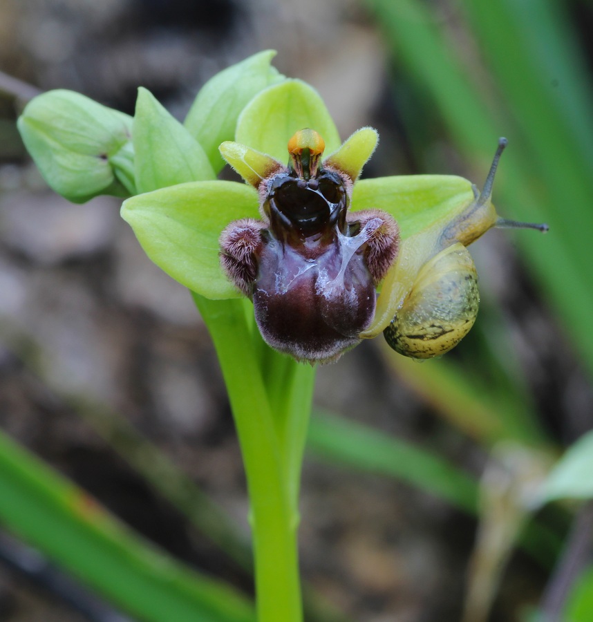 Ophrys bombyliflora