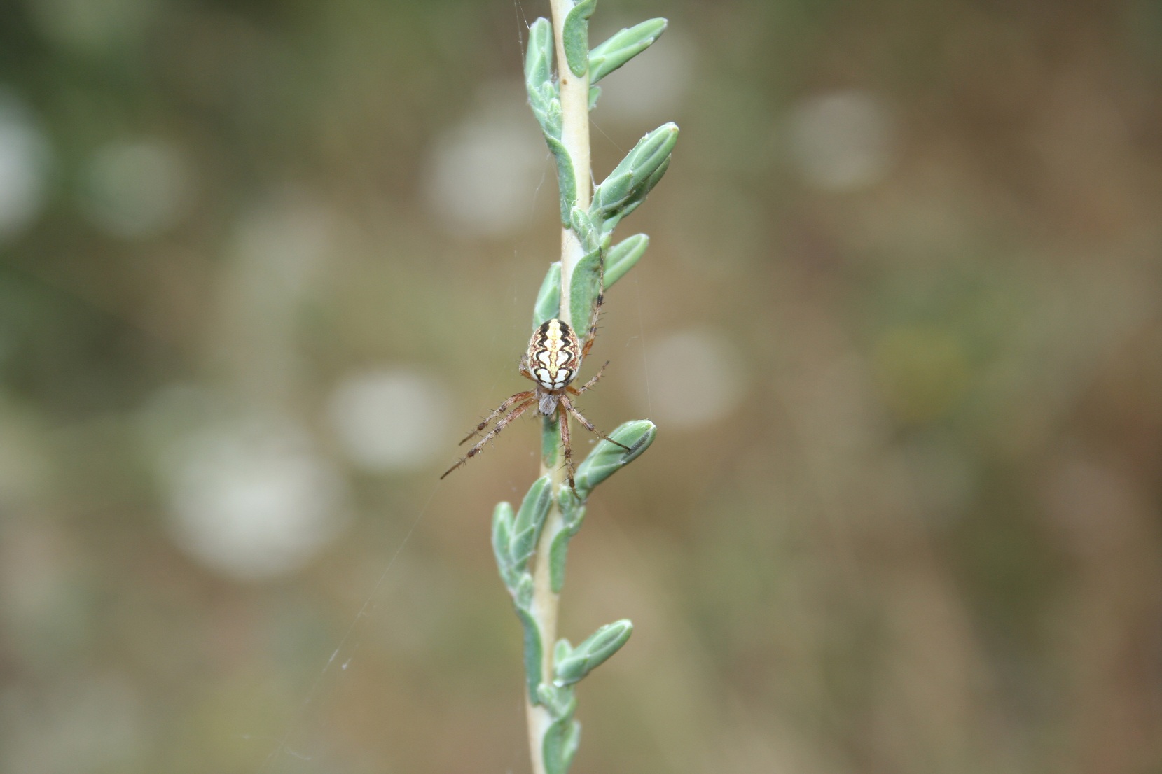 Neoscona adianta - Gargano (FG)