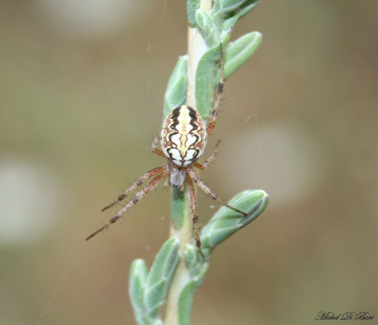 Neoscona adianta - Gargano (FG)