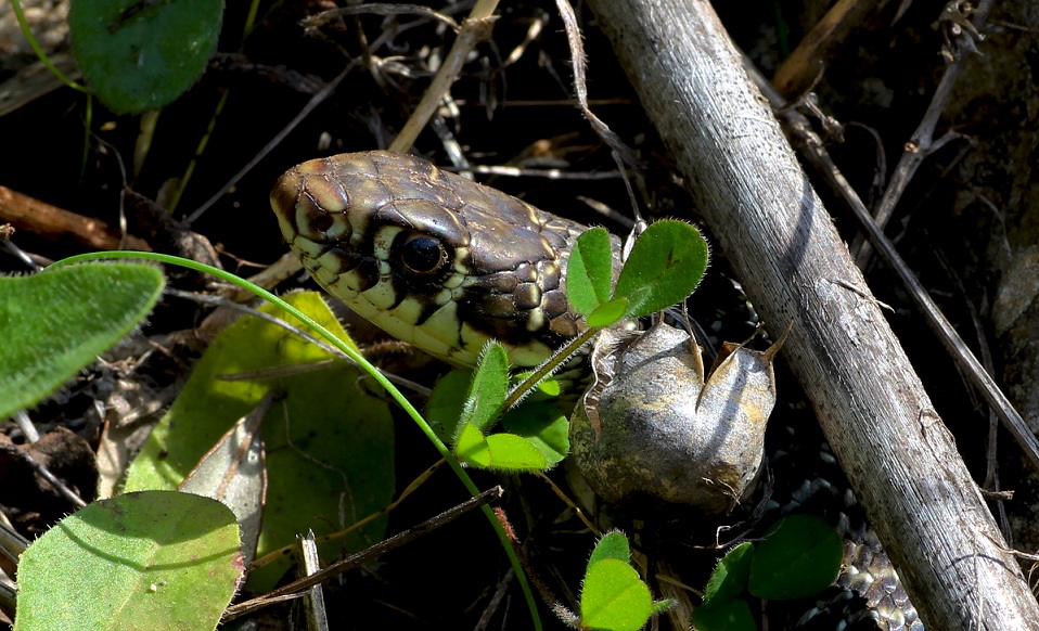 Biacco /  Hierophis viridiflavus