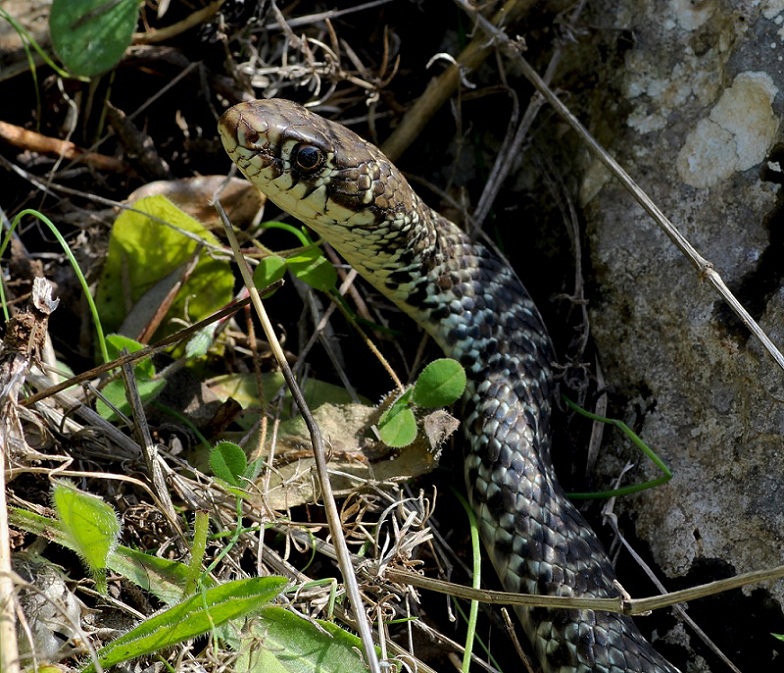 Biacco /  Hierophis viridiflavus