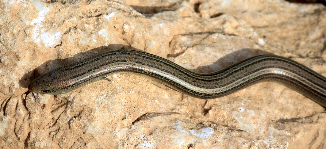 Luscengola  / Chalcides chalcides