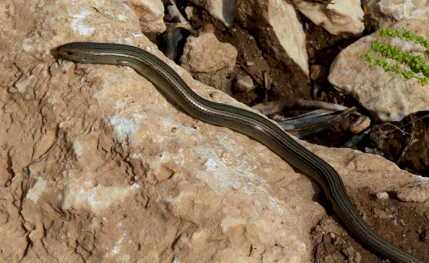 Luscengola  / Chalcides chalcides