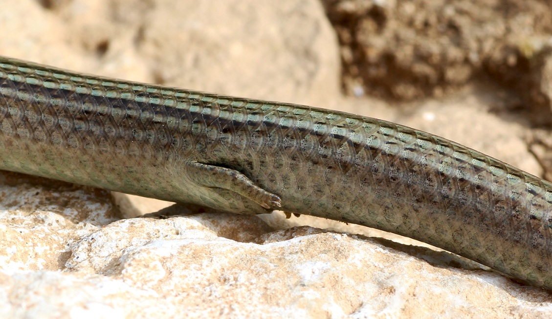 Luscengola  / Chalcides chalcides