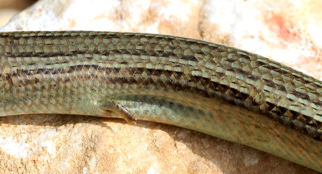 Luscengola  / Chalcides chalcides