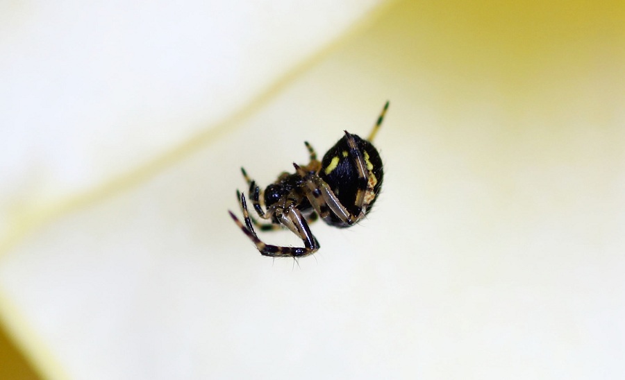 Araneidae: Neoscona adianta - Manfredonia Gargano (FG)