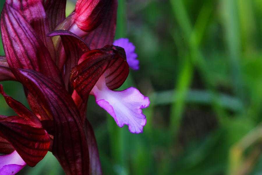 Anacamptis papilionacea (L.) R.M. Bateman, Pridgeon & M.W. Chase