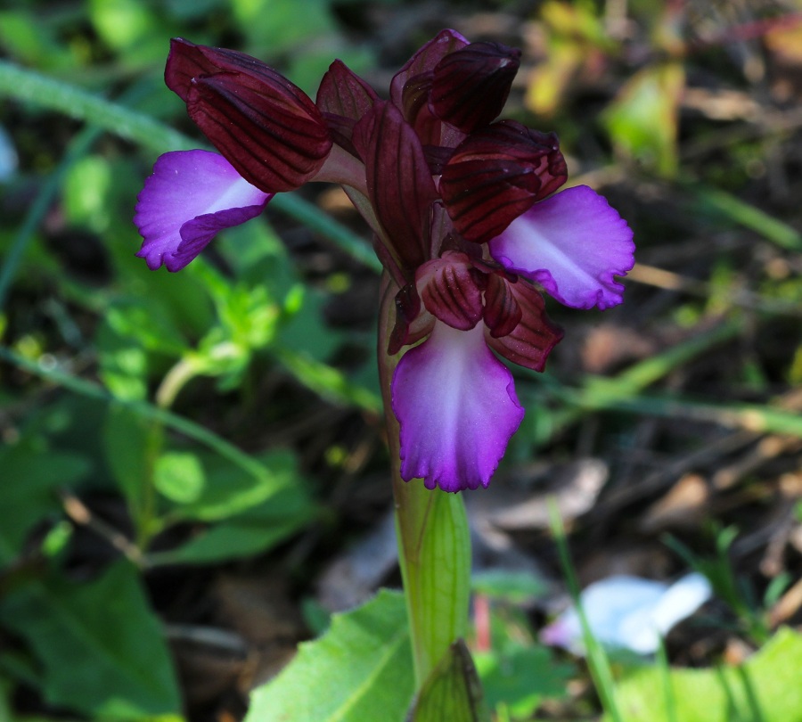 Anacamptis papilionacea (L.) R.M. Bateman, Pridgeon & M.W. Chase