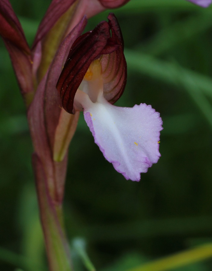 Anacamptis papilionacea (L.) R.M. Bateman, Pridgeon & M.W. Chase